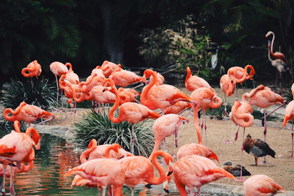 Colorful flamingos gathered along the pink shores of Lake Nakuru.