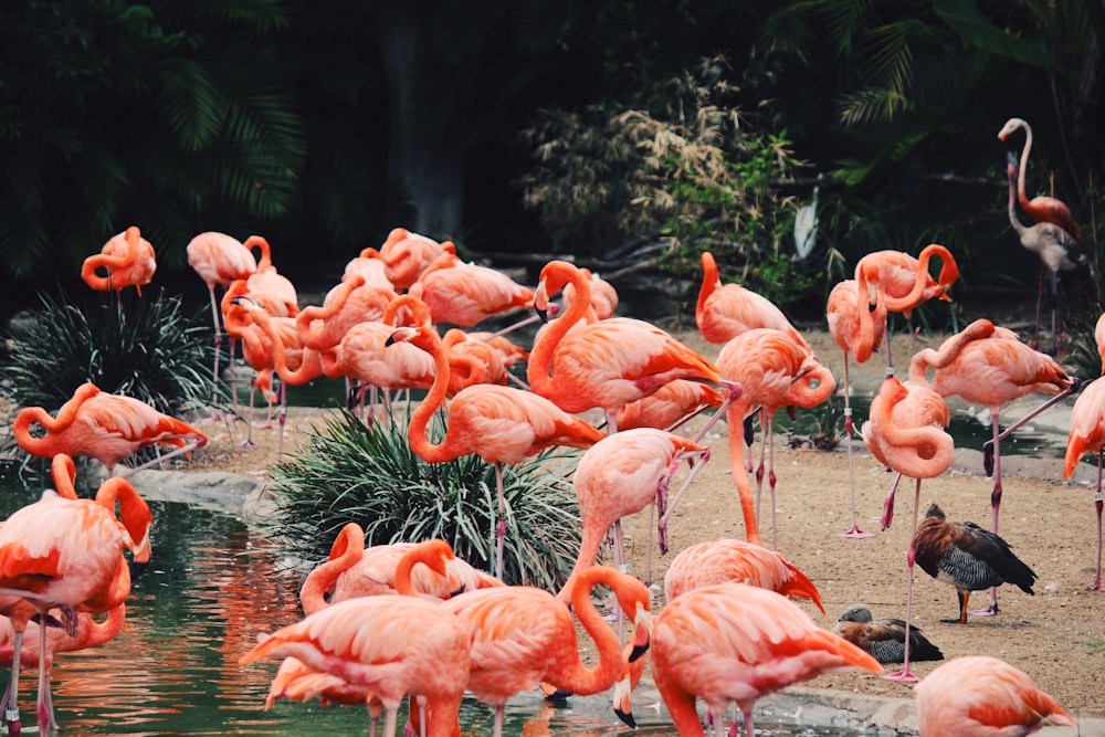 flock of flamingos on water