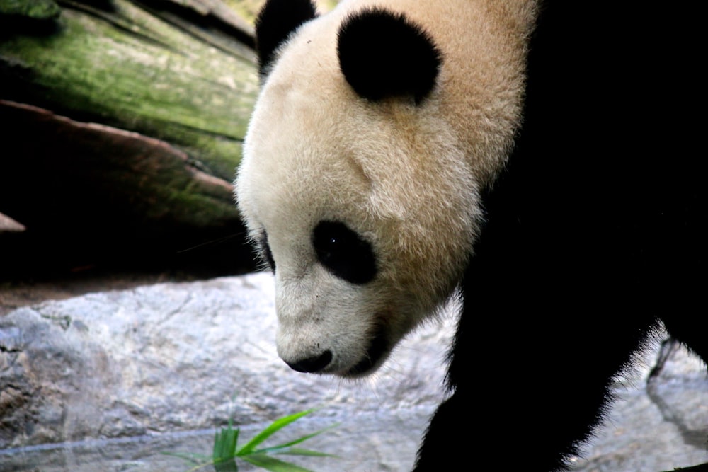 white and black panda on tree trunk