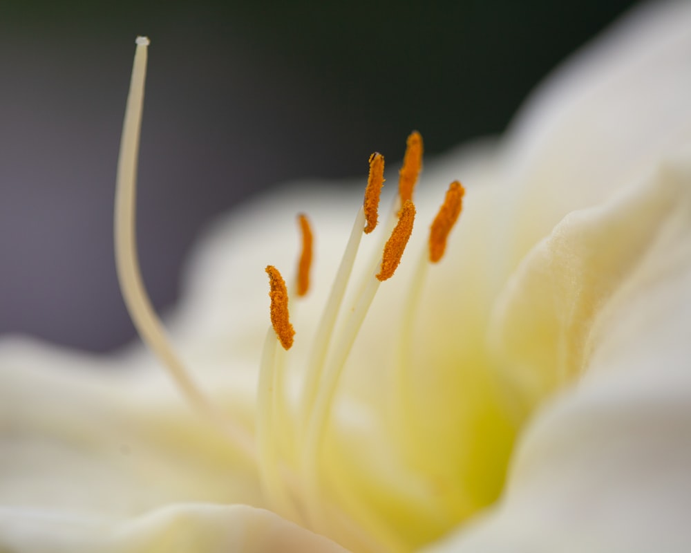 white flower in macro lens