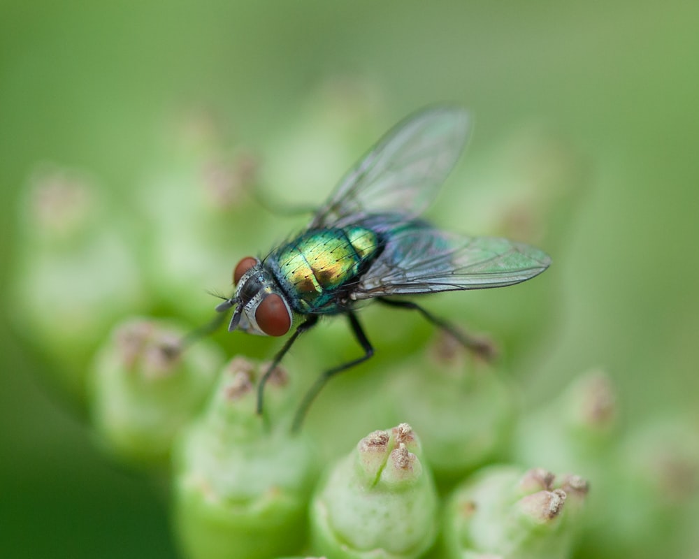 black and green fly perched on green leaf in close up photography during daytime