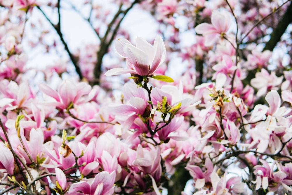 pink and white flowers in tilt shift lens