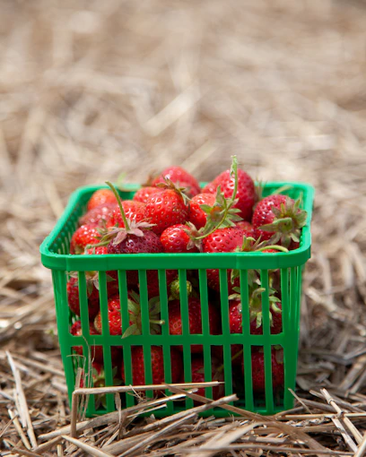 red strawberries in blue plastic basket