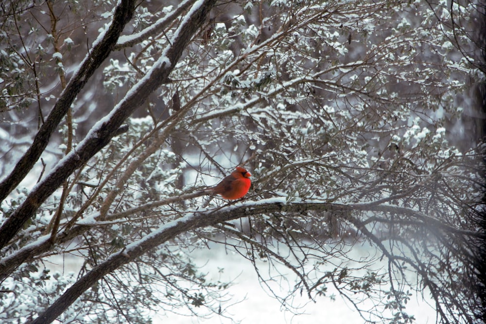 Pájaro cardenal rojo en el árbol desnudo durante el día