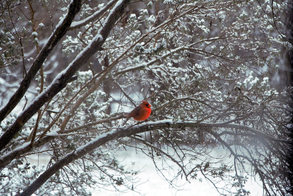 red cardinal bird on bare tree during daytime