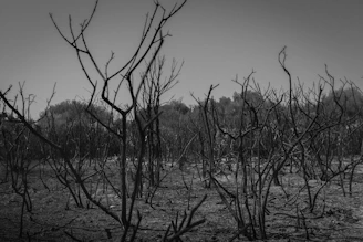 grayscale photo of leafless trees