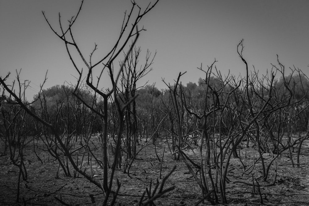 Foto en escala de grises de árboles sin hojas