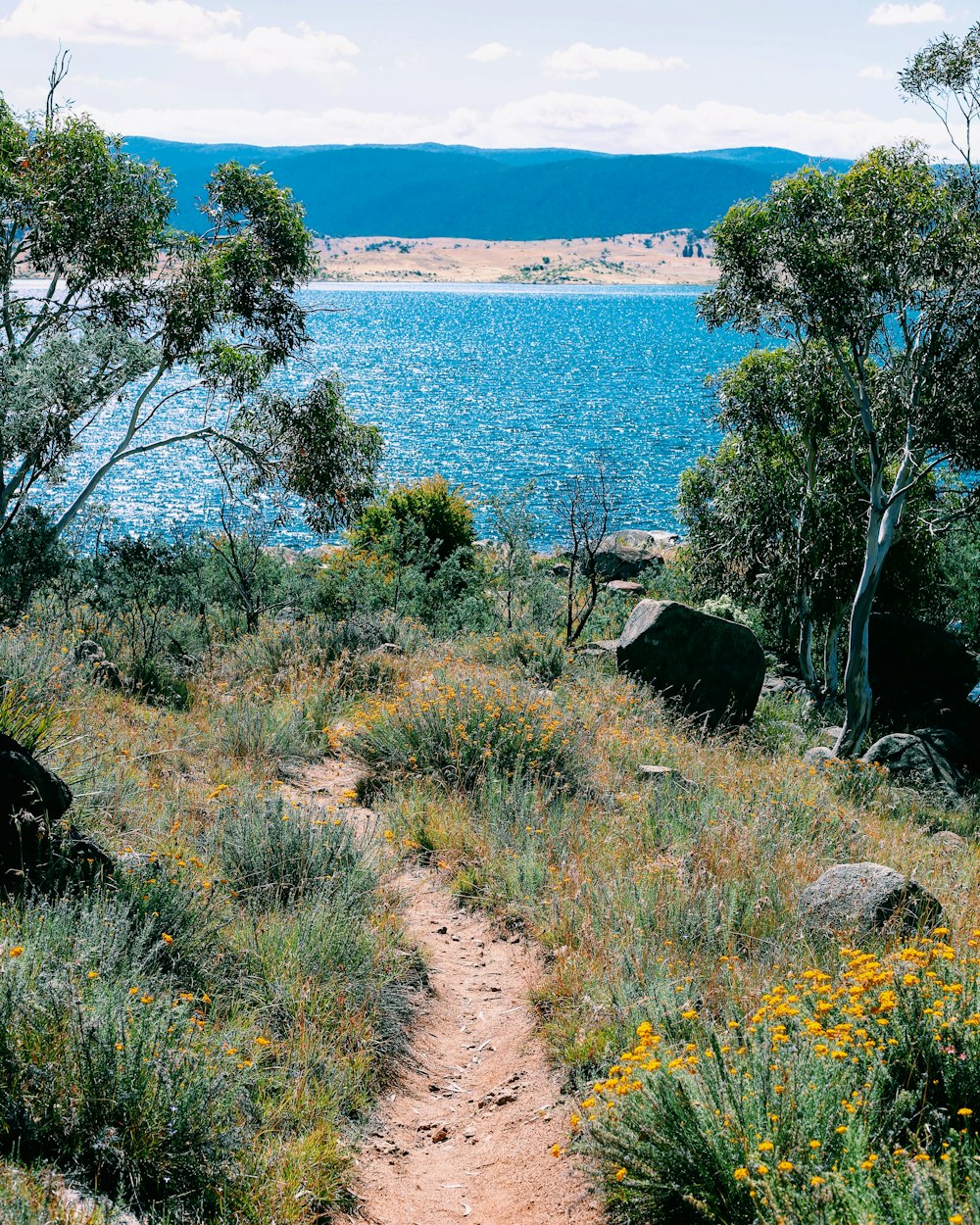 green trees near body of water during daytime