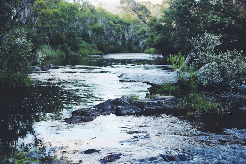 river in the middle of green trees