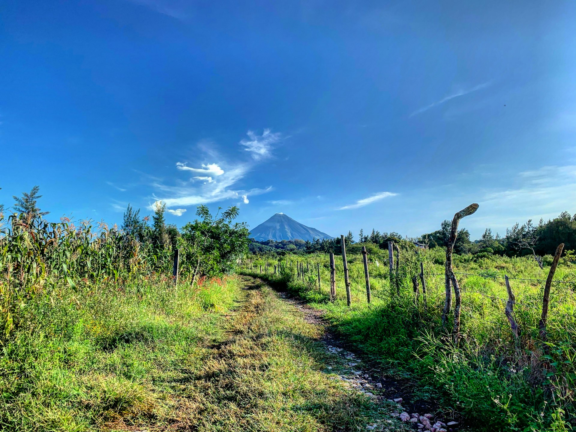 A peaceful bike tour along a scenic path lined with native trees and distant volcano views.