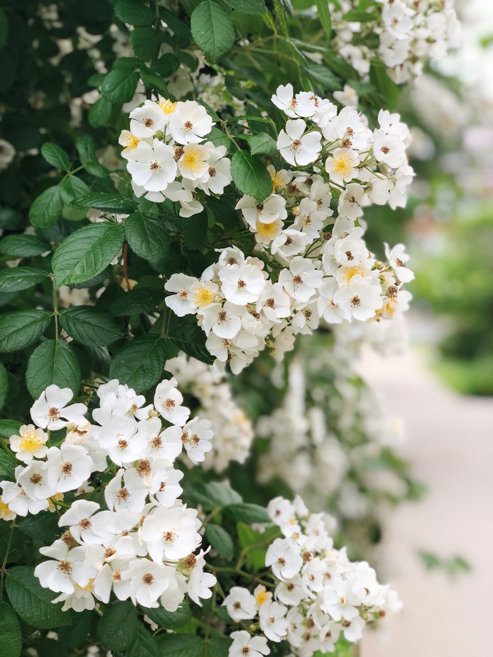 white flowers with green leaves