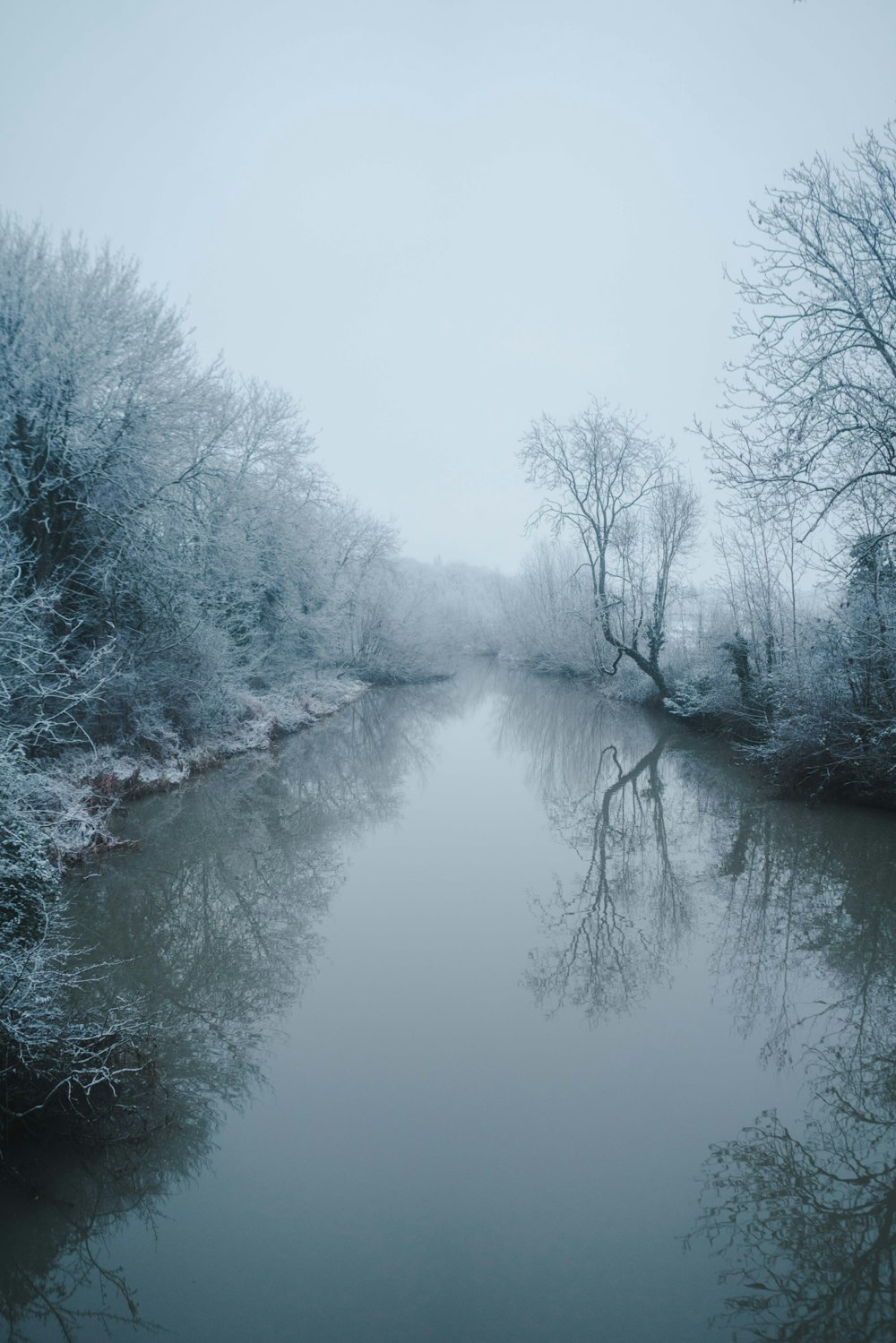 trees on body of water