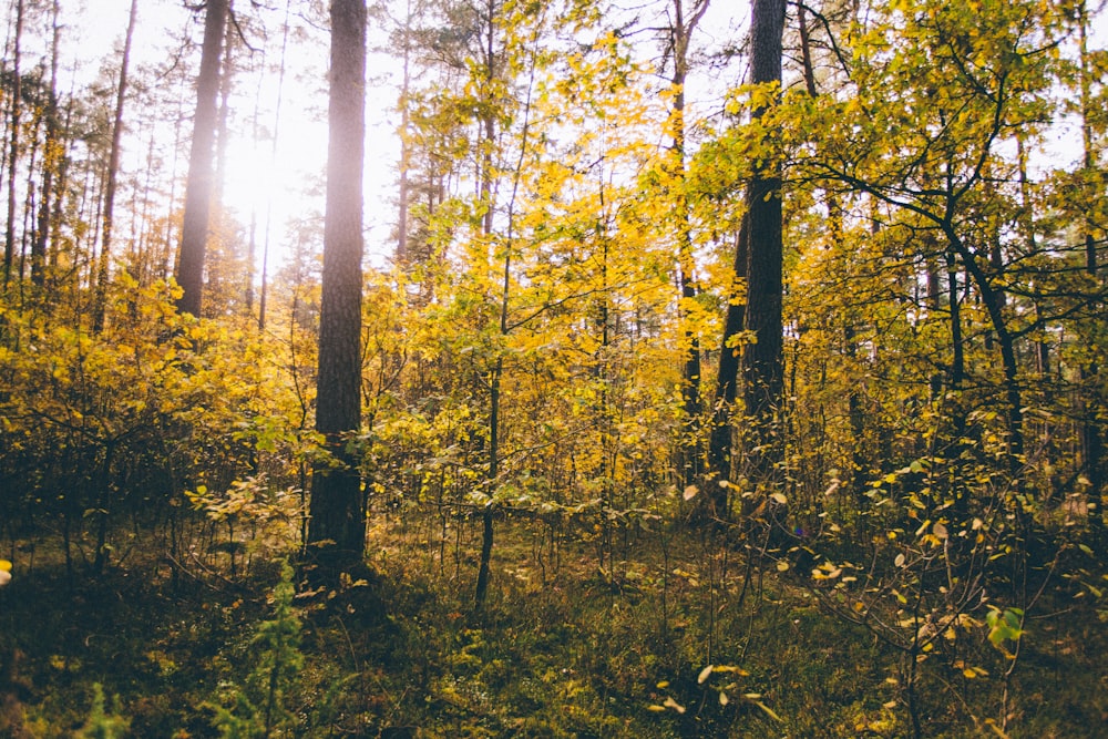 green trees and plants during daytime