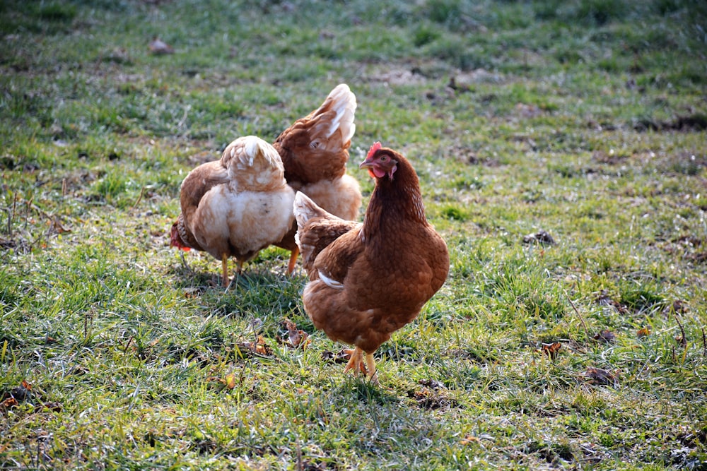 brown hen on green grass field during daytime