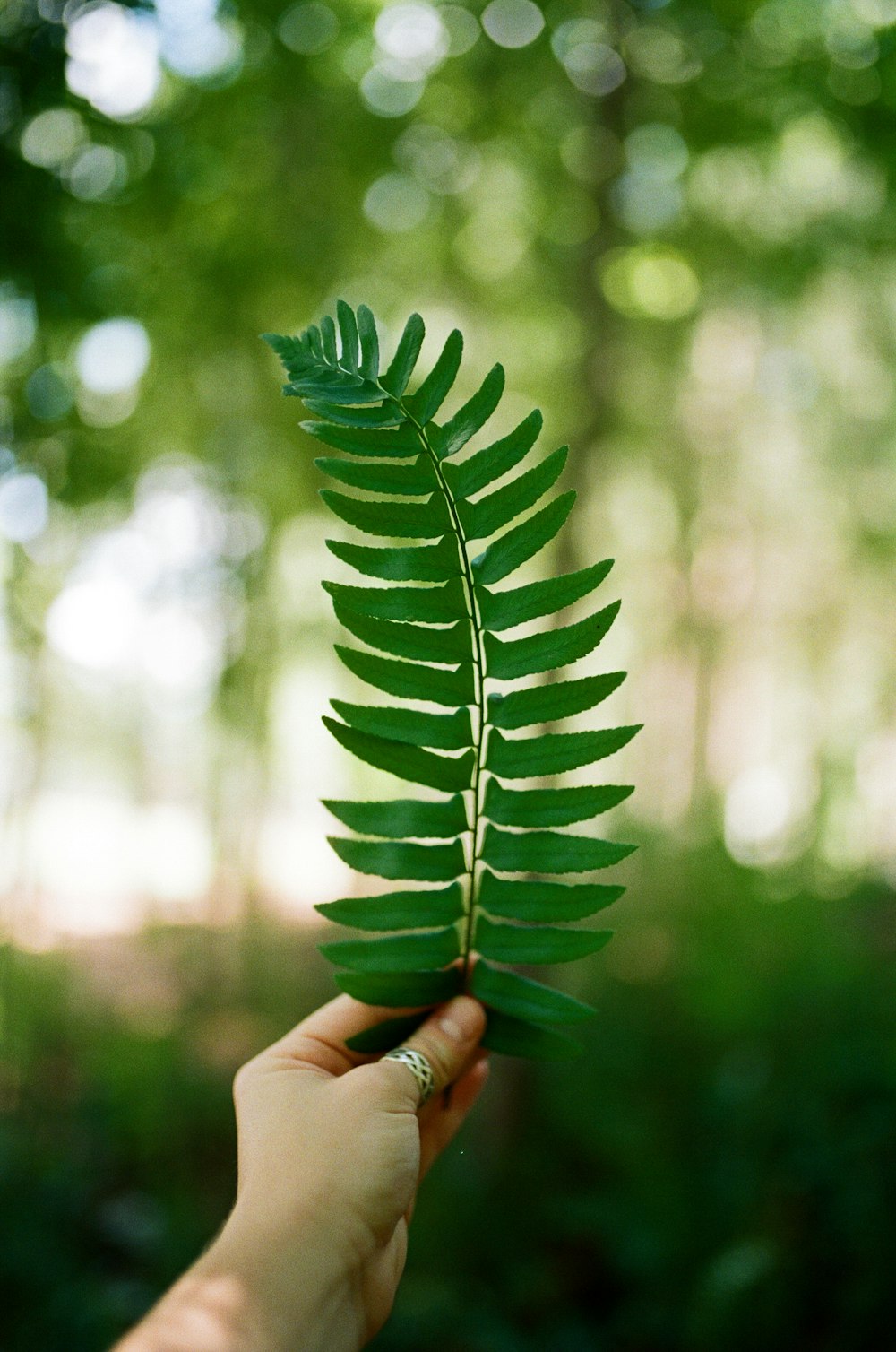 person holding green leaf plant