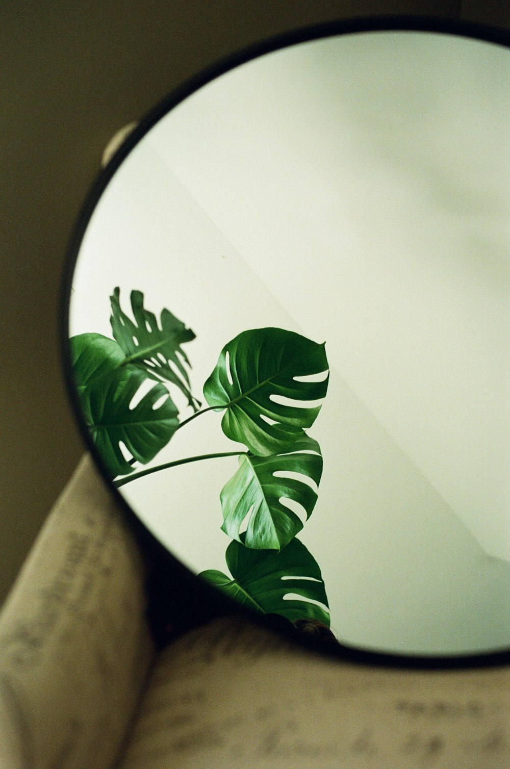 green leaf plant on white round plate