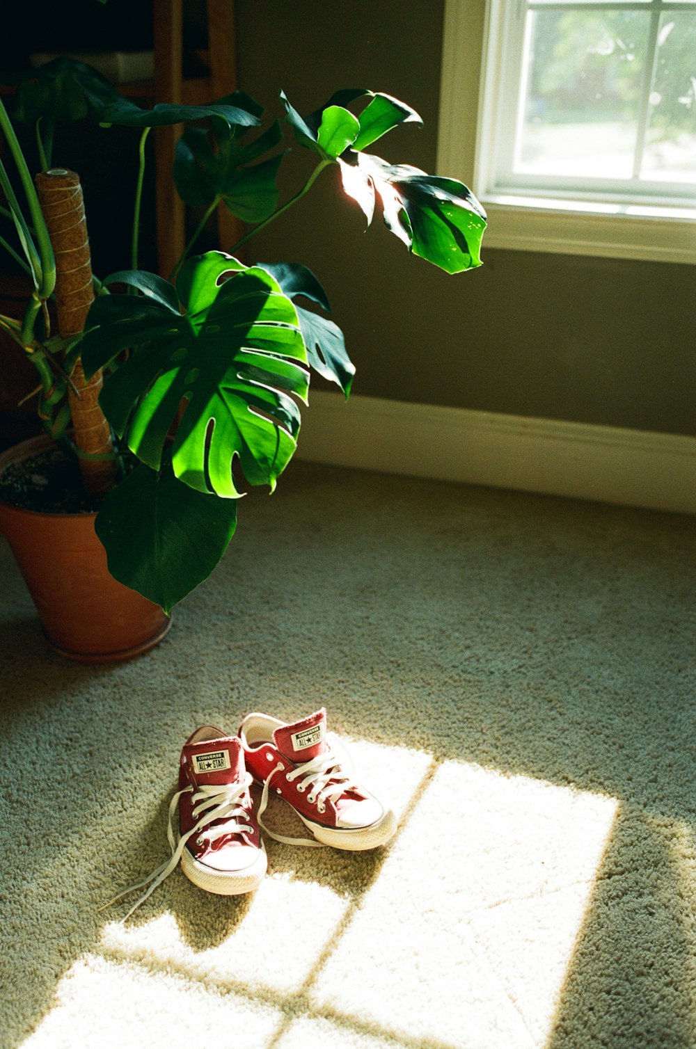 green plant in red pot