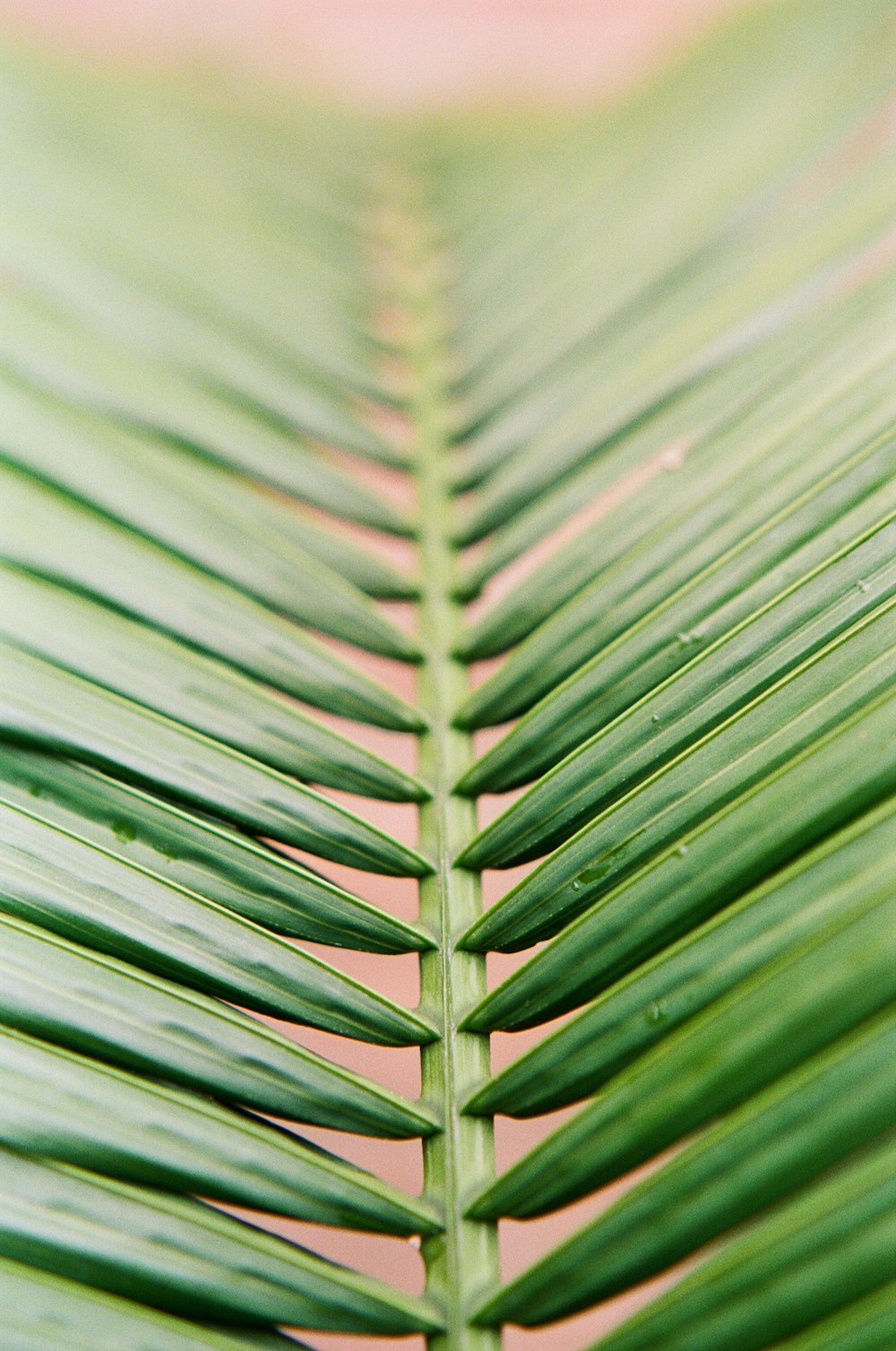 green leaf in macro lens