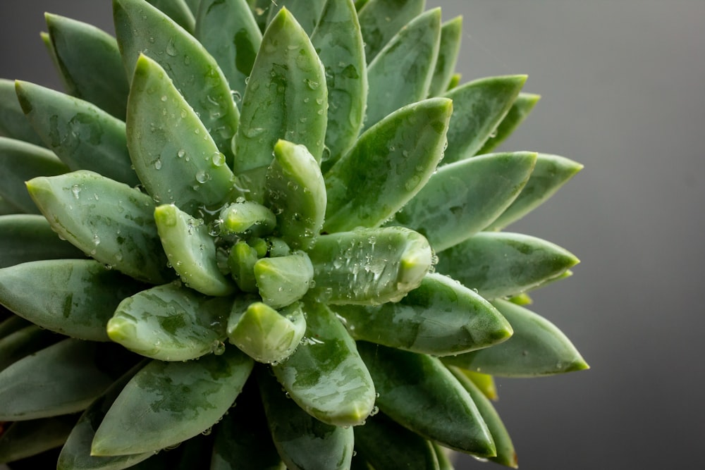 green plant in close up photography