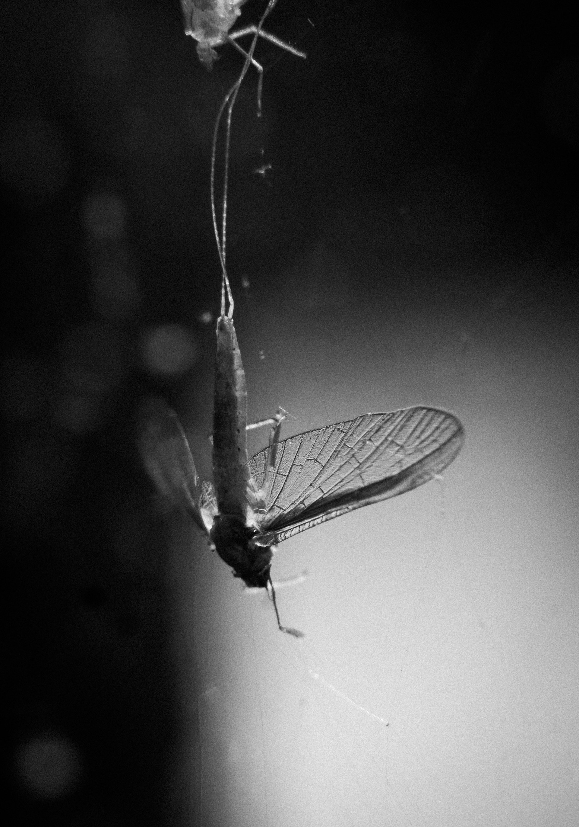 gray computer monitor