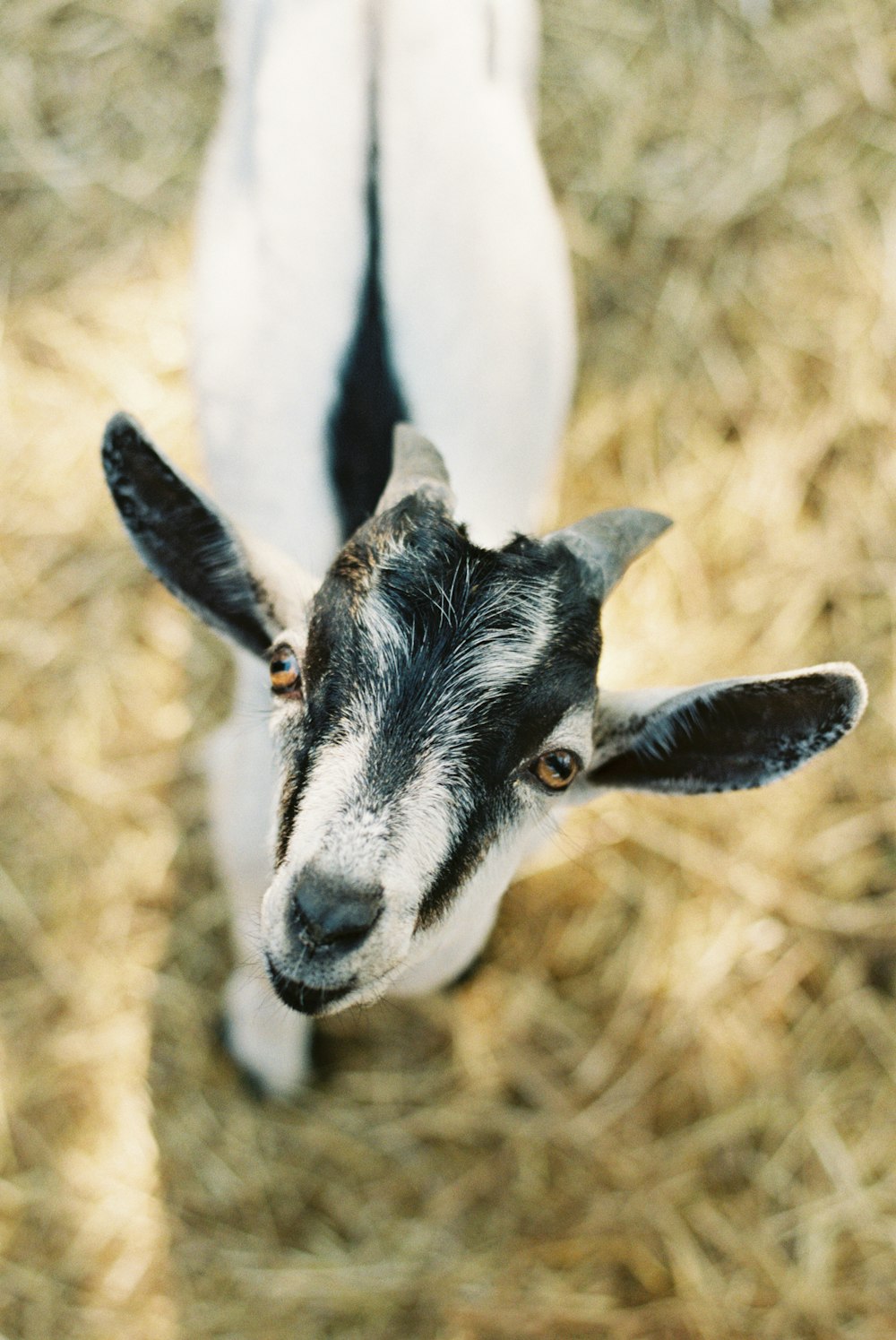 black and white goat kid
