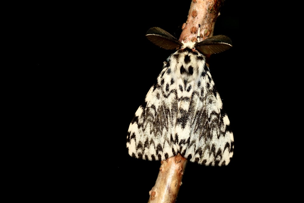 white and black butterfly on brown stick