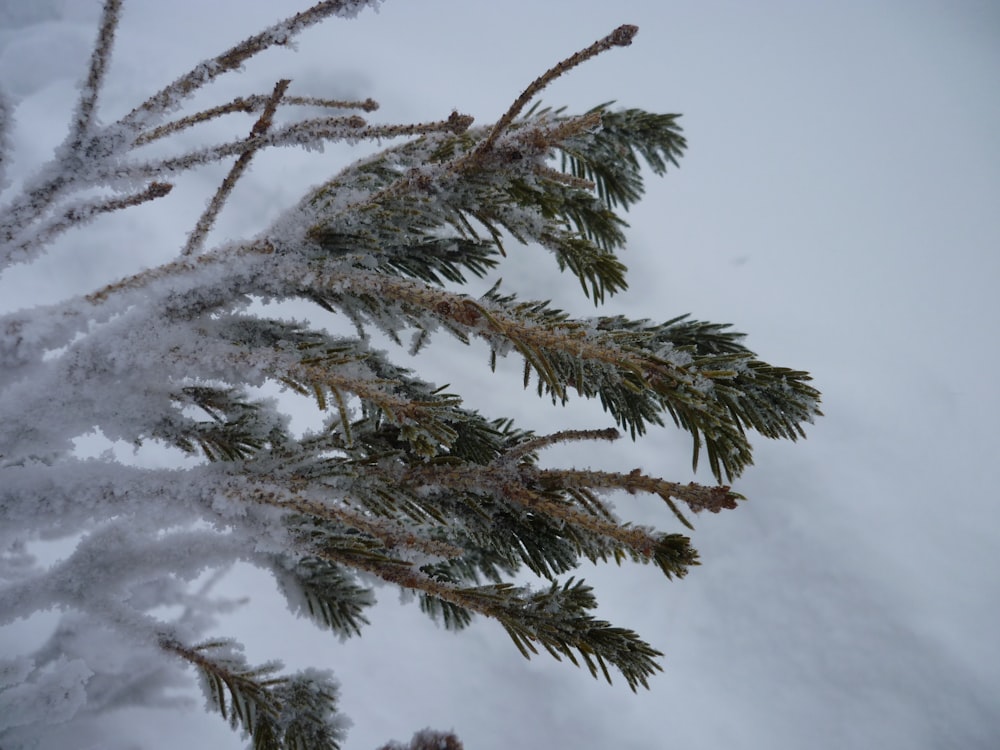 green pine tree covered with snow