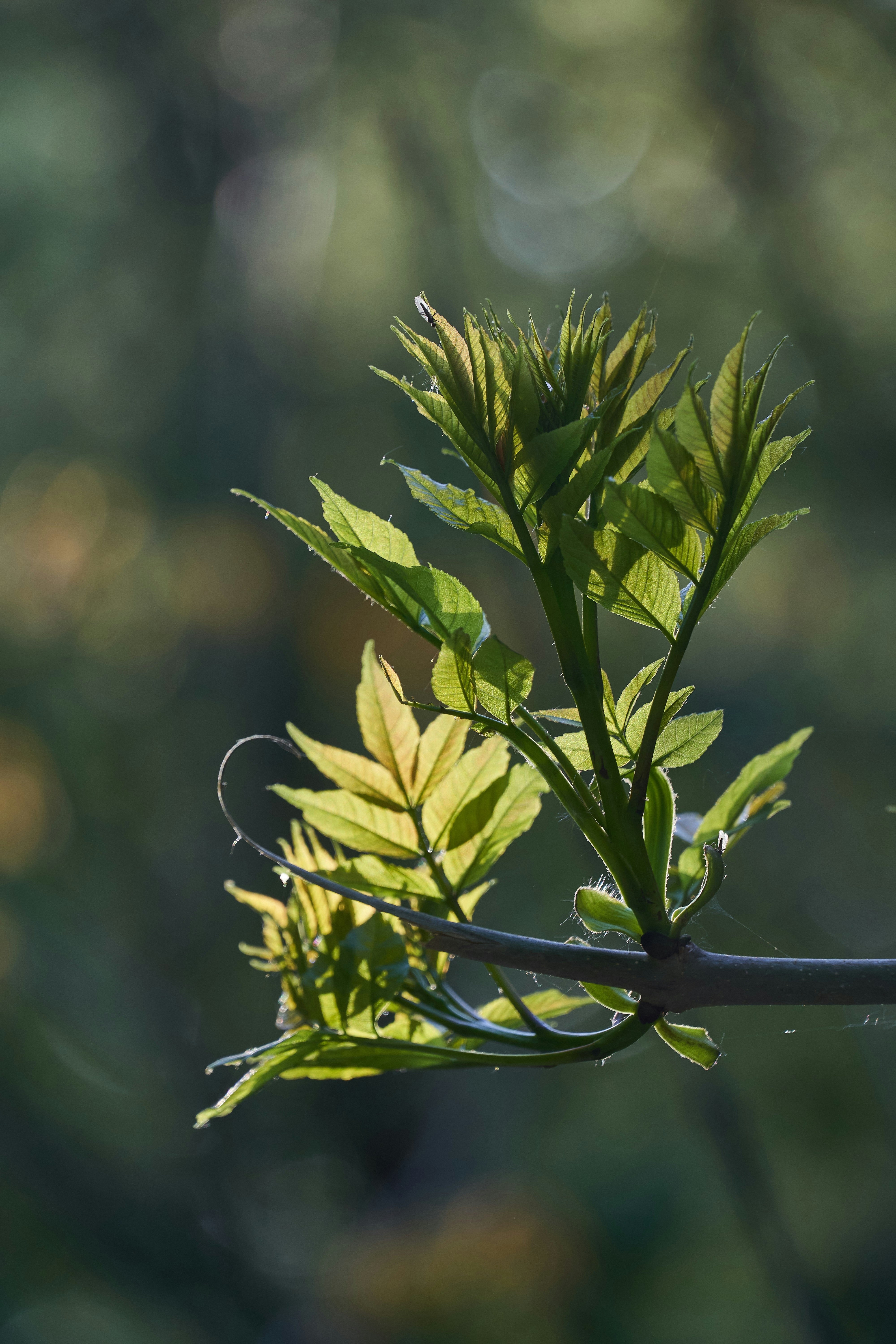 Photo by wolfgang_hasselmann