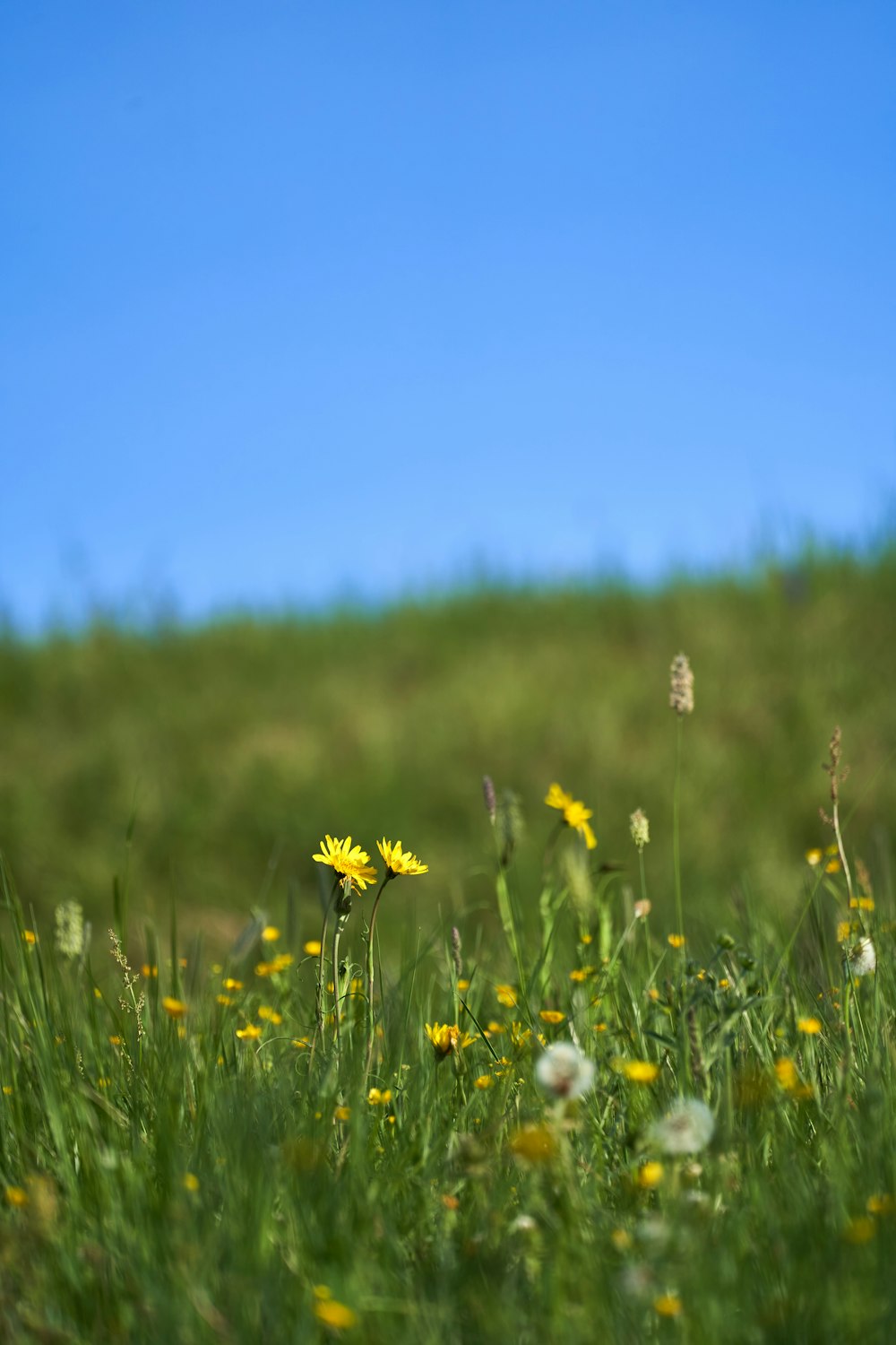 white and yellow flower field during daytime