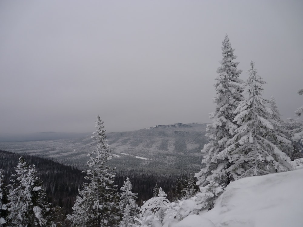 snow covered pine trees during daytime