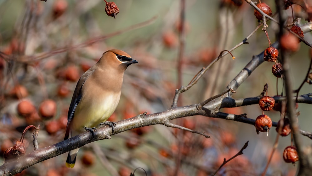 brown and white bird on tree branch