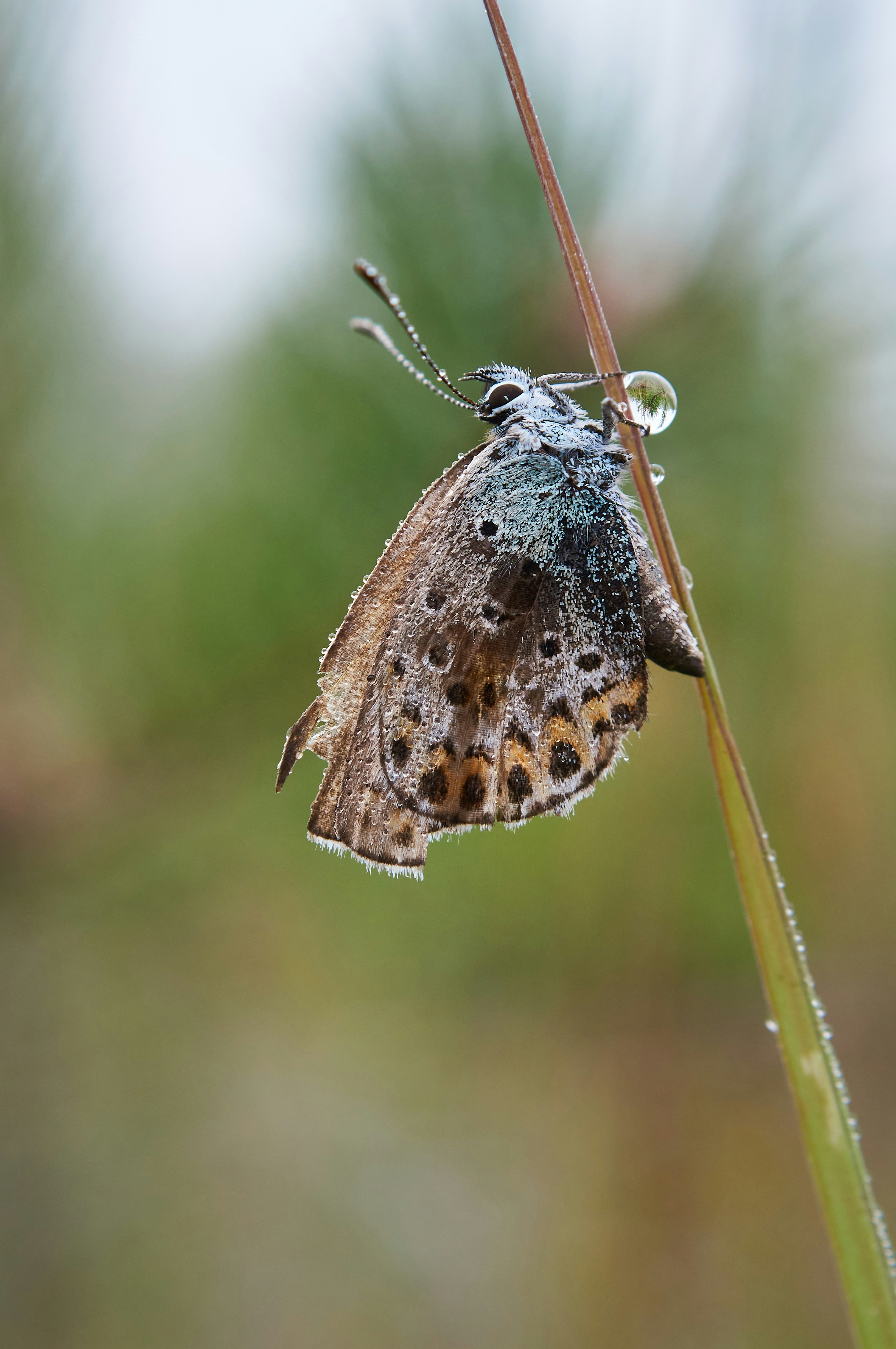 brown and white butterfly on brown stem in tilt shift lens