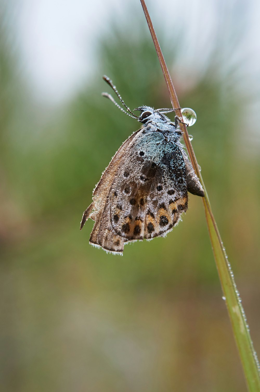 brown and white butterfly on brown stem in tilt shift lens