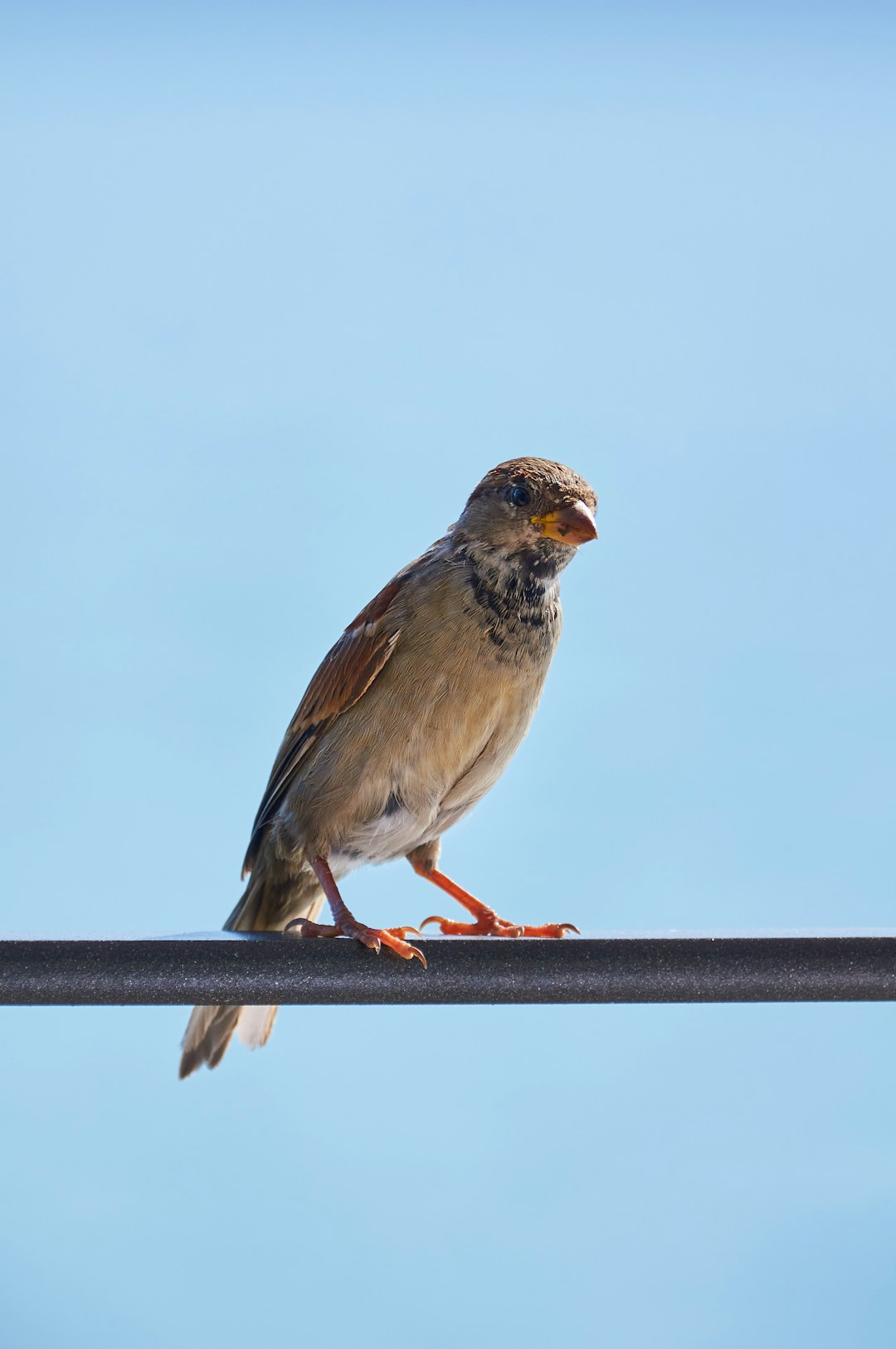 brown and gray bird on black metal bar during daytime