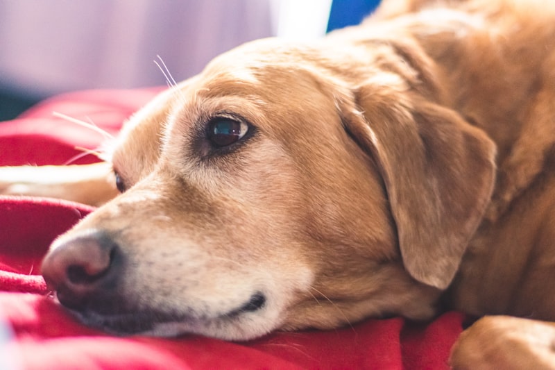 Brown short-coated dog lying comfortably on a soft red textile — the relaxed comfort of a dog whose joint health is well supported