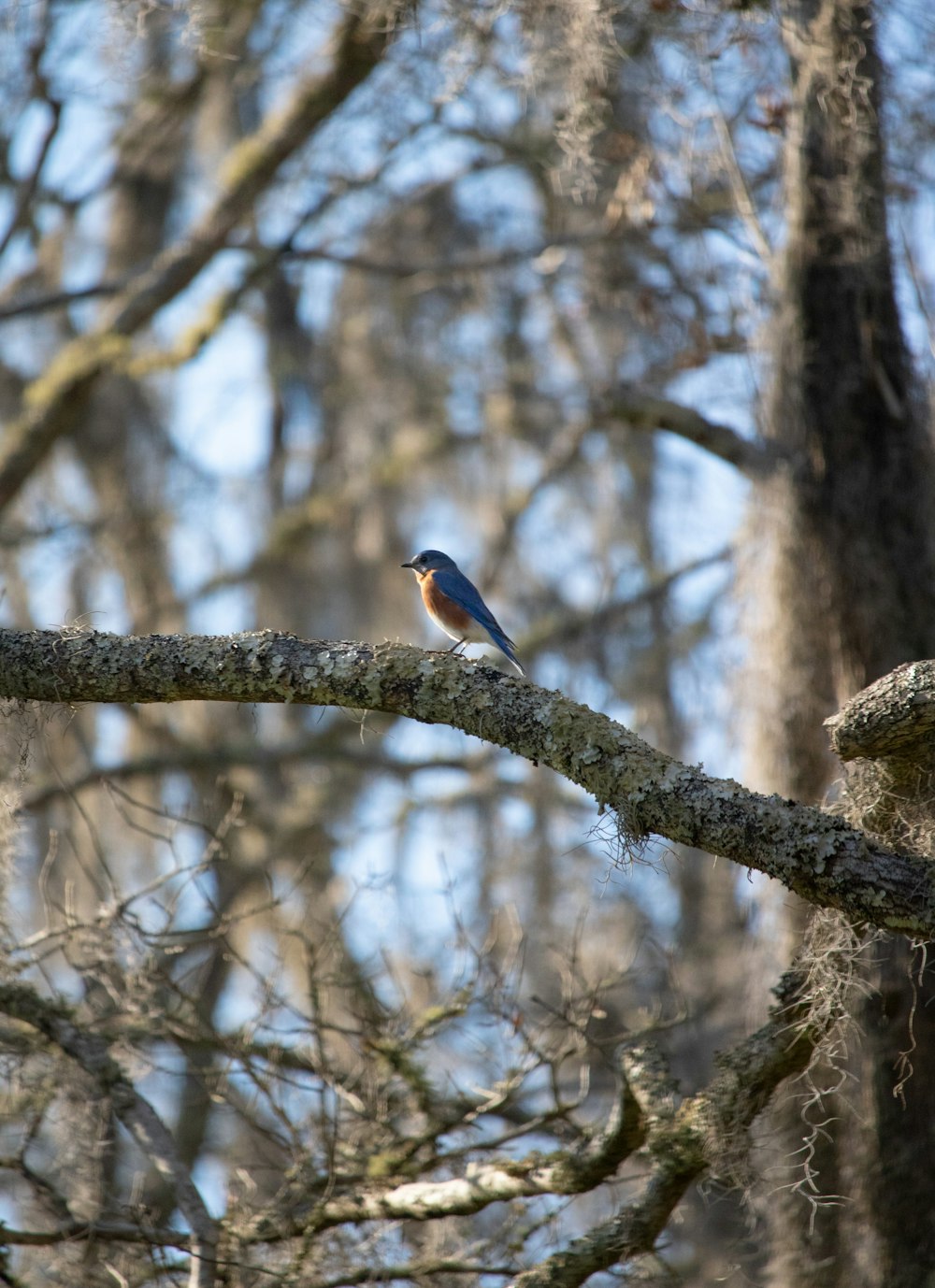blue and orange bird on brown tree branch during daytime