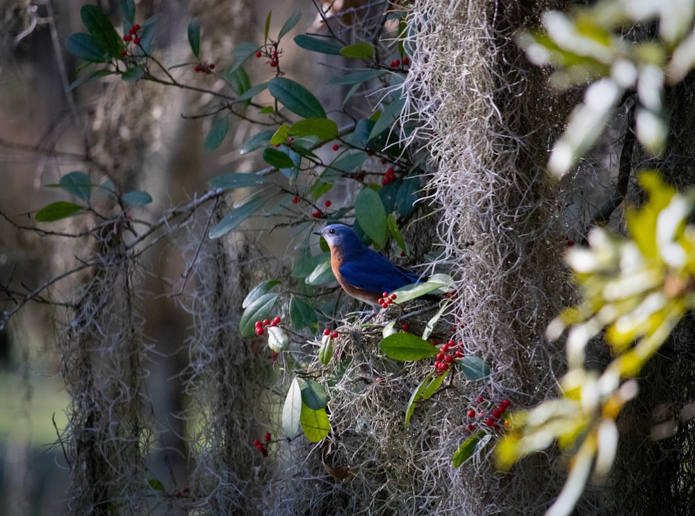 blue and orange bird on tree branch during daytime