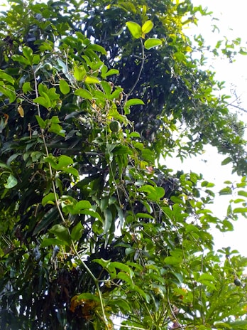 Dense green foliage with an abundance of leaves, highlighted by a few unripe passion fruits hanging from slender vines. Sunlight filters through the leaves, casting a natural, serene ambiance.