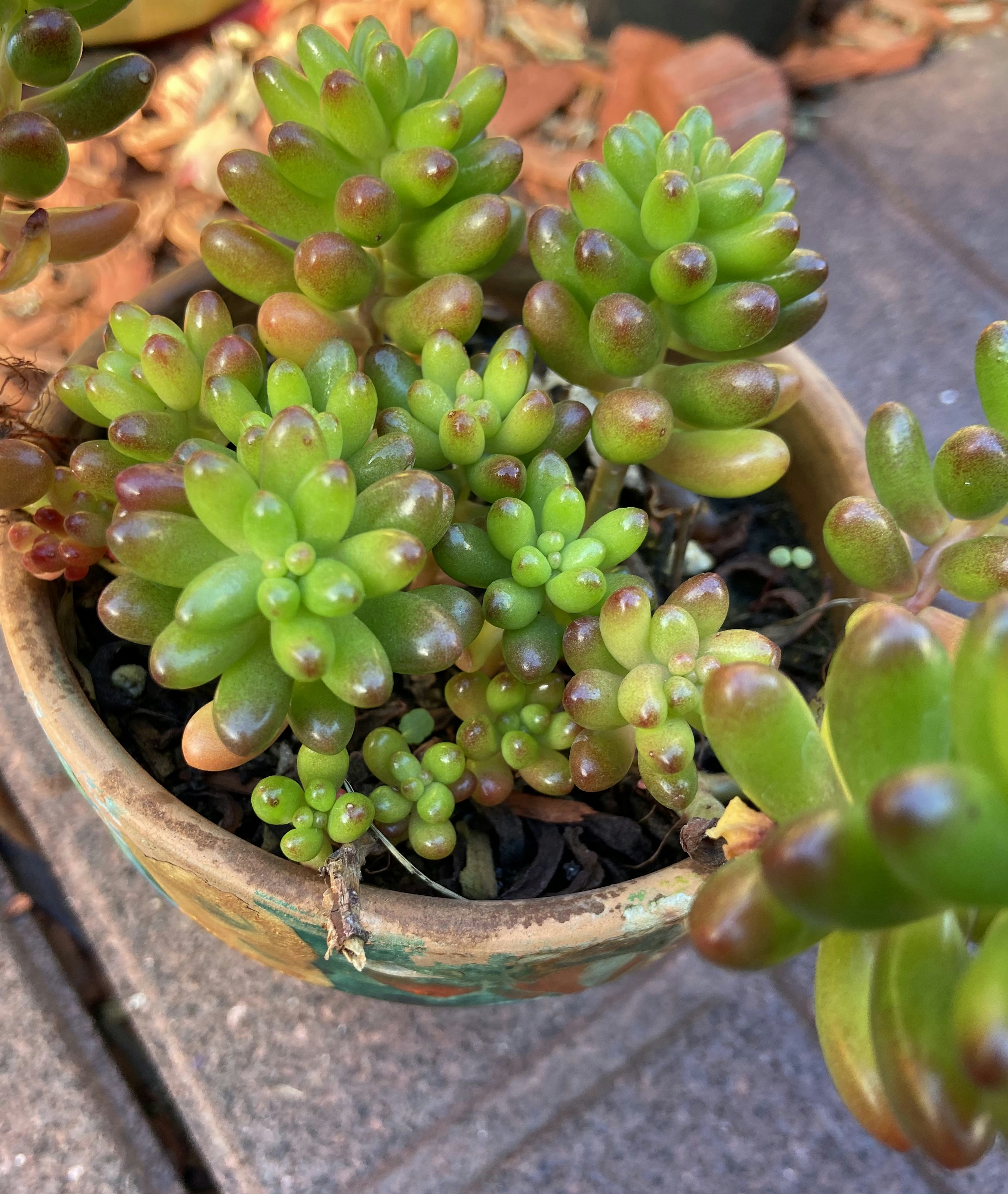 Compact cylindrical succulent in ceramic pot