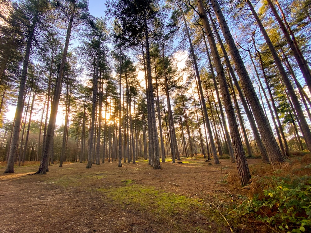 green and brown trees under blue sky during daytime