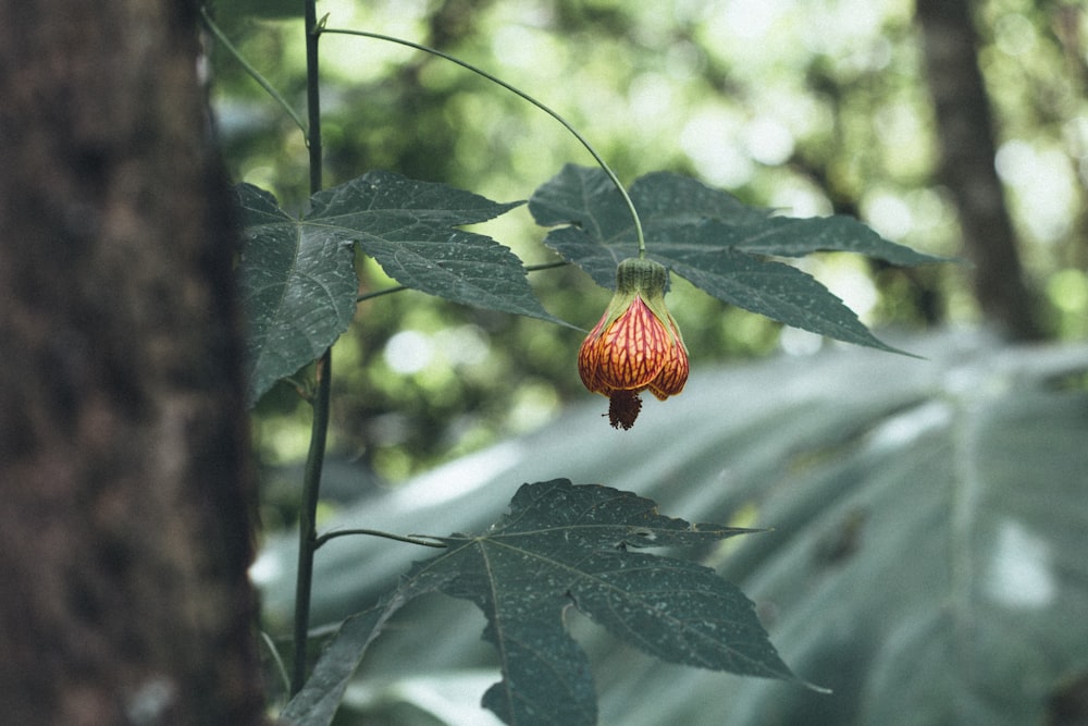 red flower bud in tilt shift lens