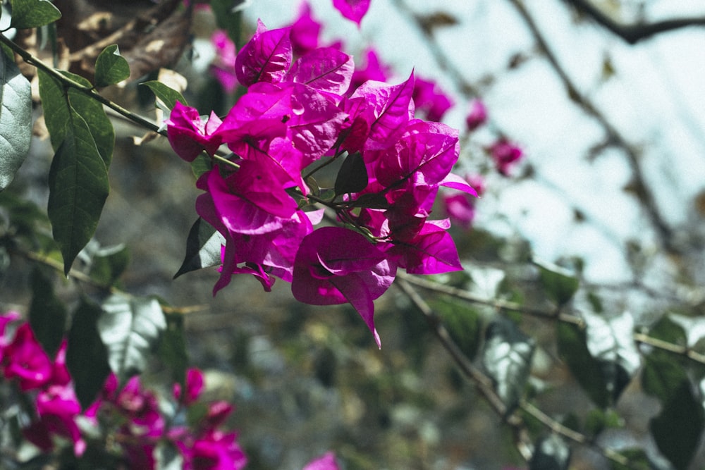 pink flower in tilt shift lens