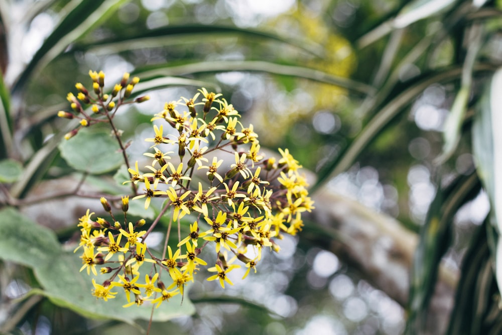 yellow flowers on brown tree branch during daytime