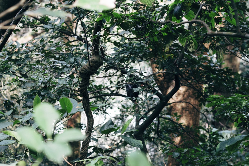 green leaves on brown tree branch