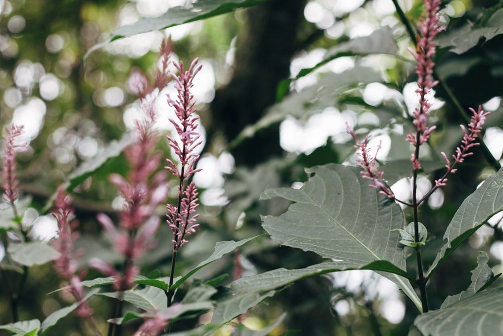 red and white flower in tilt shift lens