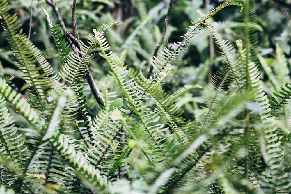 green fern plant in close up photography