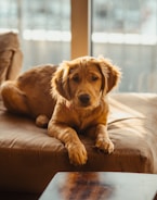 golden retriever puppy lying on brown wooden floor