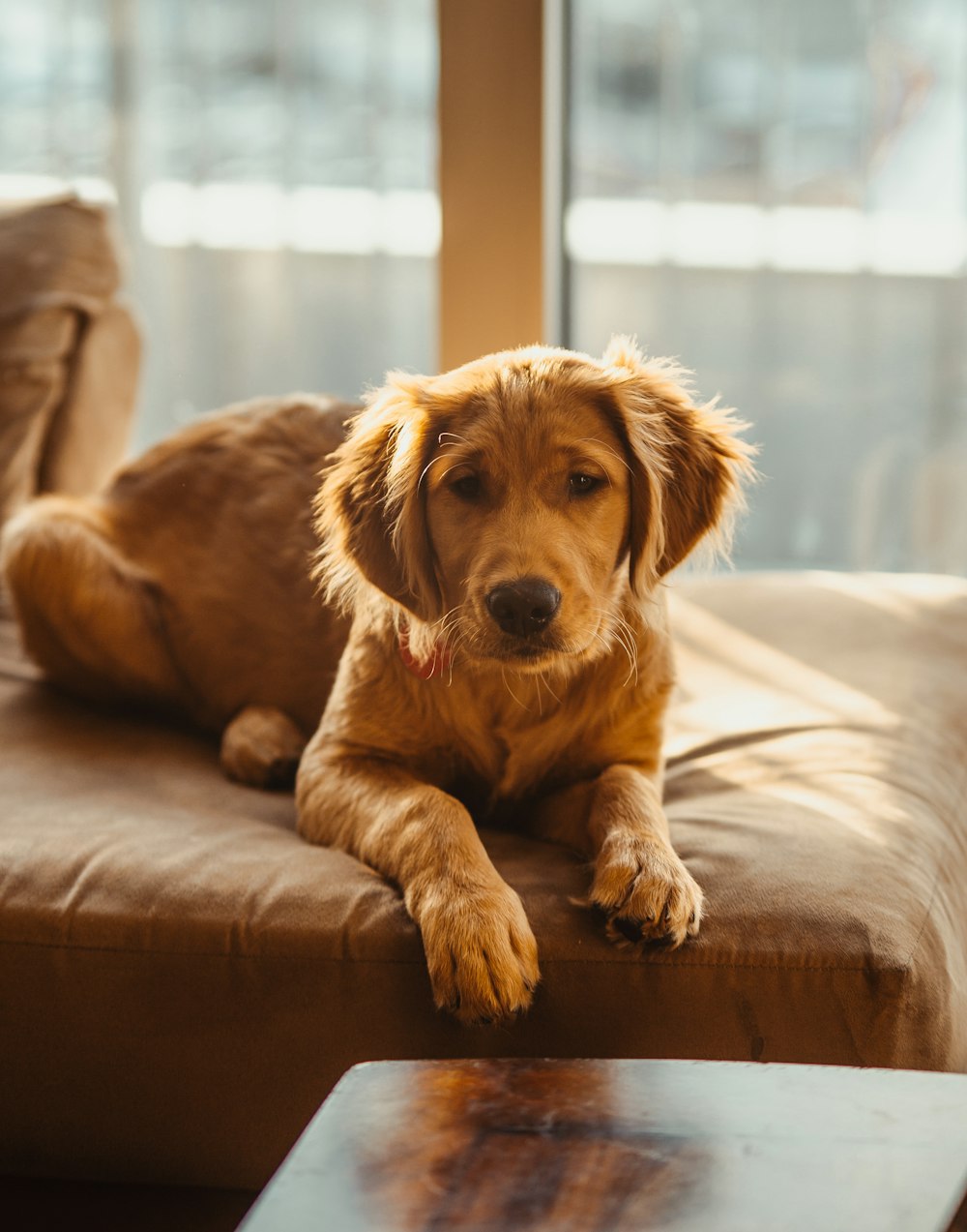 golden retriever puppy lying on brown wooden floor