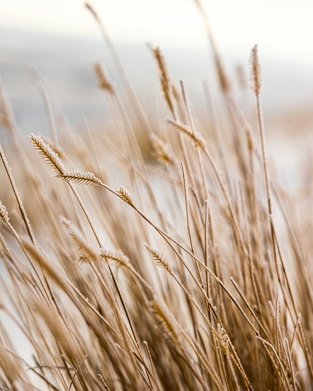 brown wheat field during daytime