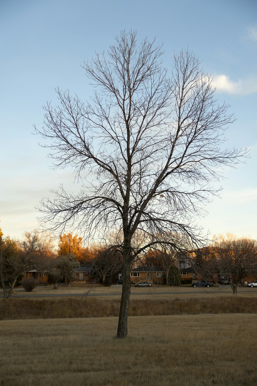 leafless tree near road during daytime
